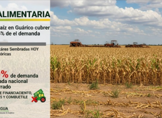 Productores de Guárico alertan que la siembra de maíz no alcanza ni el 35% de la demanda nacional